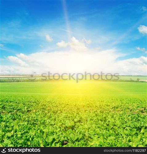 Green beet field and sun on blue sky. Agricultural landscape.