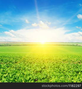 Green beet field and sun on blue sky. Agricultural landscape.