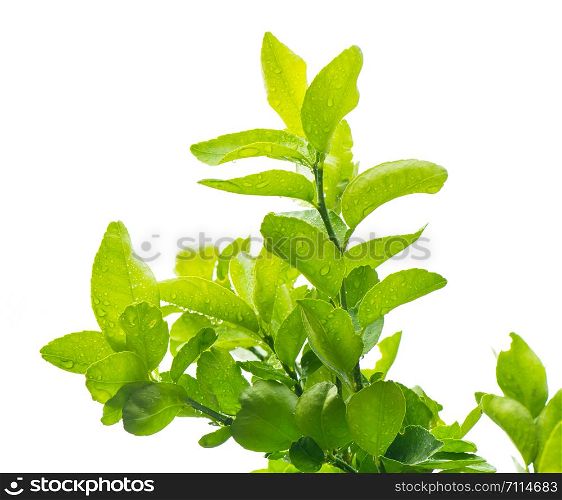 green bergamot leaf with drops of water on isolated white background