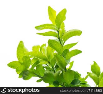 green bergamot leaf with drops of water on isolated white background