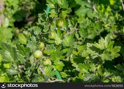 Green berries of gooseberry ripening on the bush.