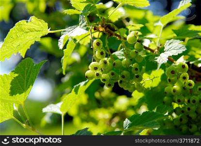 green berrys on the spray