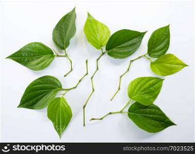 Green betel leaves, Fresh piper betle on white background.