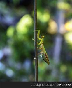 green big mantis crawling up the stick, blurred green background with bokeh