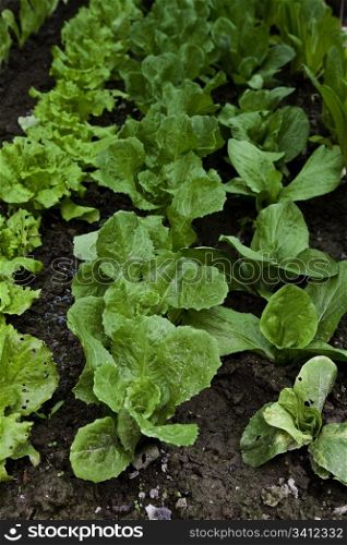 Green biological salad cultivated without pesticides