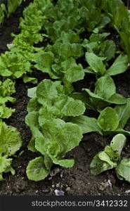 Green biological salad cultivated without pesticides