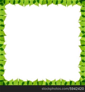 Green birch leaves frame isolated