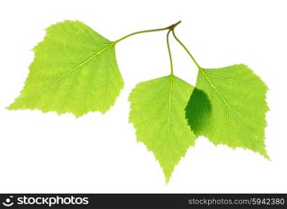 Green birch leaves isolated on white