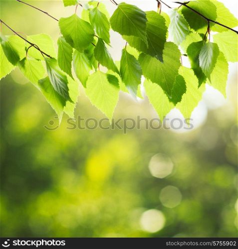 Green birch leaves over defocused nature background and sunlight