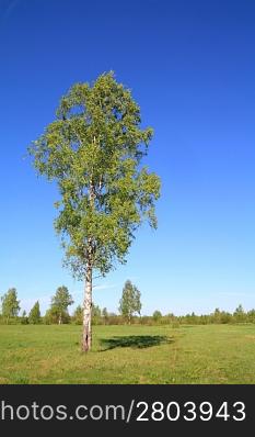 green birch on spring field