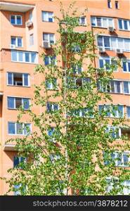 green birch tree and brick apartment house on background in spring