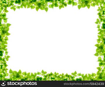 Green birch twigs frame isolated