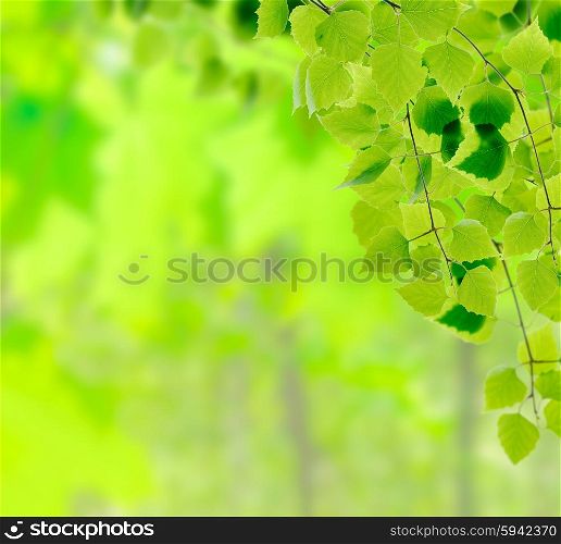 Green birch twigs on defocused floral background
