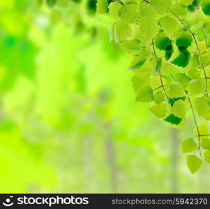 Green birch twigs on defocused floral background