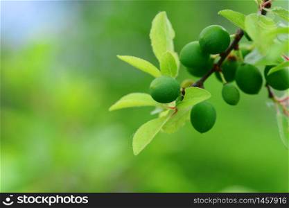Green Blackthorn fruits Sloe Or Prunus Spinosa On Tree Branch