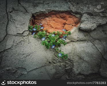 Green blooming plant growing out of a weathered concrete wall. Power of the nature concept, finding a way to grow from beton