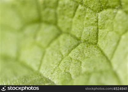 green blured out of focus abstract background