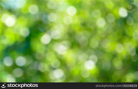 Green blurred background and sun rays.