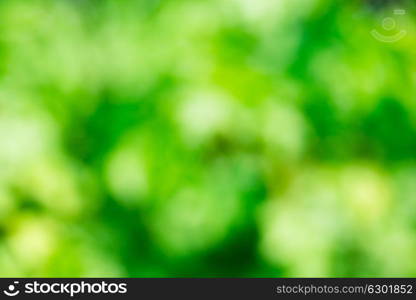 Green blurred background and sunlight