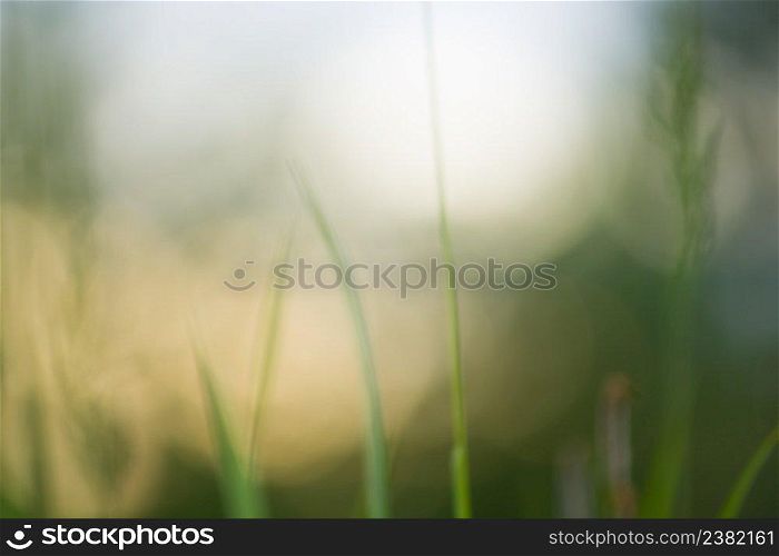 Green blurred background. Green bokeh out of focus foliage background. Fresh green bio abstract blurred background.. Green bokeh background