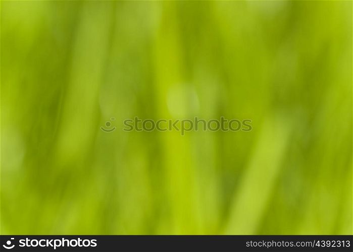 green blurred out of focus abstract background