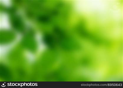 Green bokeh background and sunlight