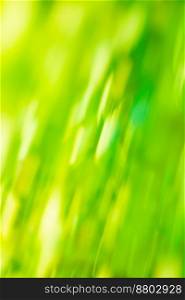 Green bokeh background. Defocused abstract green background. Blur nature green park. Sunny green nature background. Leaves bokeh for nature background. Blurry green color bokeh backdrop. Green color blurred background