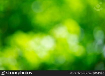 green bokeh from tree, green background