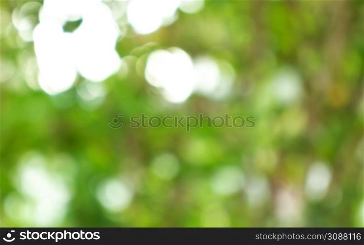 Green bokeh out of focus background from nature forestKeywo