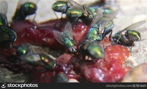 Green bottle flies feeding on some rotten meat close-up