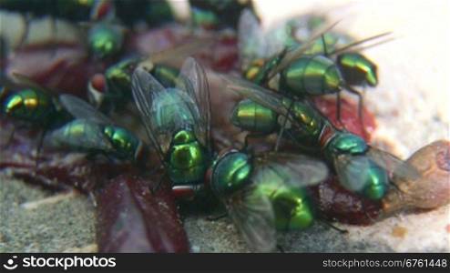 Green-bottle flies on rotten meat closeup