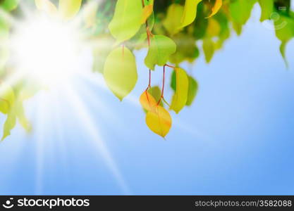 Green branch of a tree with leaf in the background sunny sky