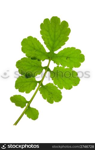 green branch of celandine isolated on a white background