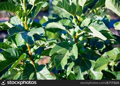 green branch of fig tree