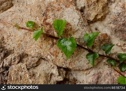 Green branch of ivy growing on the stone