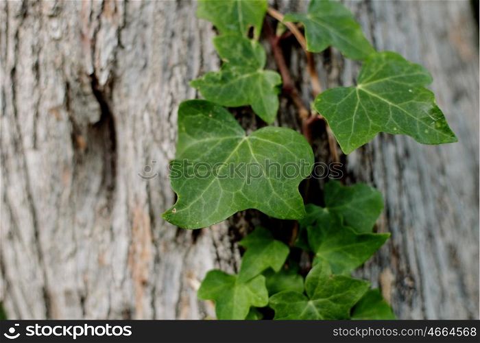 Green branch of ivy growing on the tree trunk