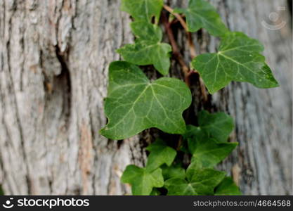 Green branch of ivy growing on the tree trunk