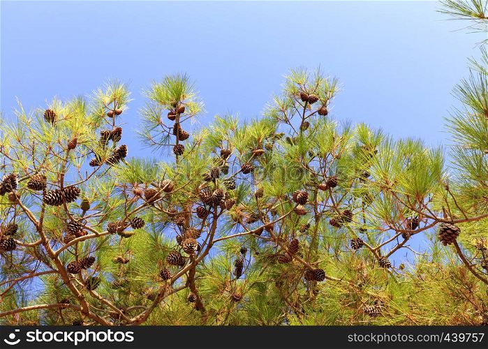 Green branch of the mediterranean spruce with cones on a background of blue sky with copy space.. A branch of the mediterranean spruce with cones against the blue sky