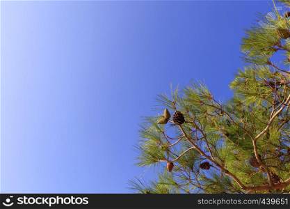 Green branch of the mediterranean spruce with young cones on a background of blue sky with copy space.. A branch of the mediterranean spruce with cones against the blue sky