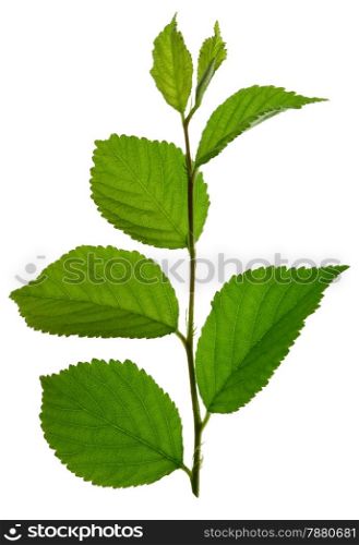 green branch with leaf isolated on white