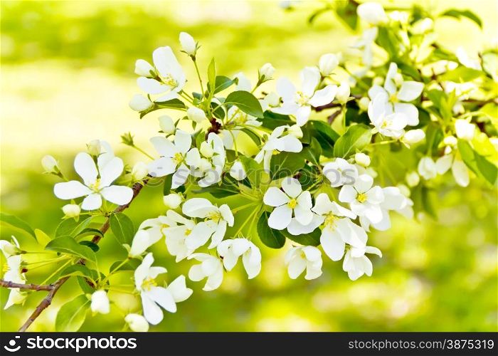 Green branch with white apple flowers in spring time
