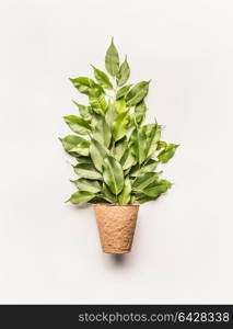 Green branches and leaves bunch in flowers pot on white background, top view, flat lay.