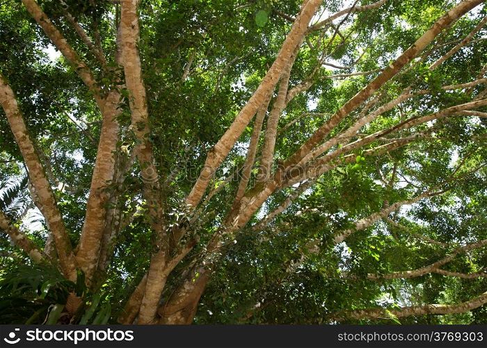 Green branches in a wood