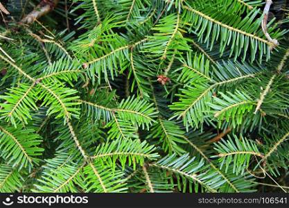 Green branches of a young fur-tree. green branches of young fur-tree. Evergreen needles