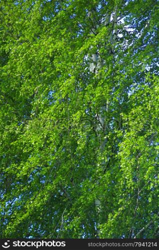 green branches of birches in the spring. young and green branches of birches in the spring