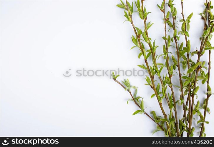 Green branches of spring willow on a white background. Copy space to the left for your text, willow twigs.. Green branches of spring willow on a white background. Copy space to the left for your text.
