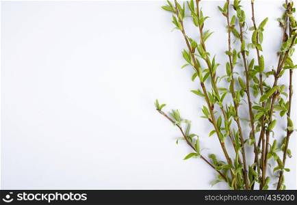 Green branches of spring willow on a white background. Copy space to the left for your text, willow twigs.. Green branches of spring willow on a white background. Copy space to the left for your text.