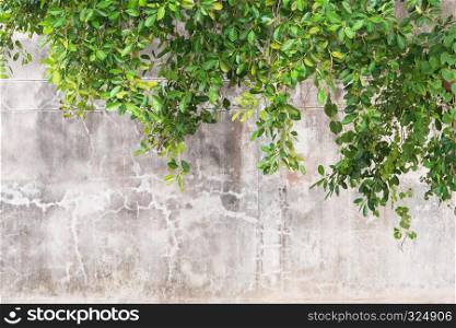 Green branches on the old wall for design or background