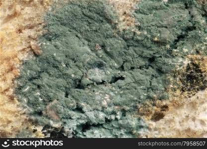 Green Bread Mold Microscopic Magnification
