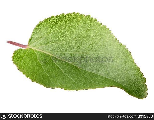 Green bright leaf of apricot isolated on white background. Green bright leaf of apricot